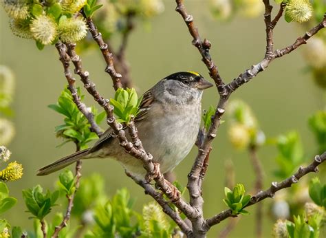 Golden-crowned Sparrow - Owen Deutsch Photography