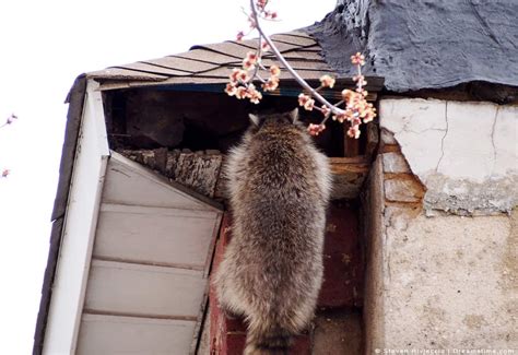 3 Ways Raccoons Get Into Your Attic (and How to Get Them Out) - Pest ...