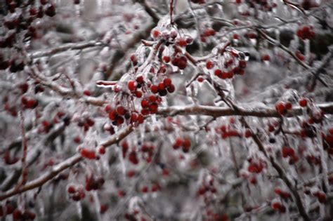 A berry icy scene on a February morning | Winter scenes, Berries, Icy