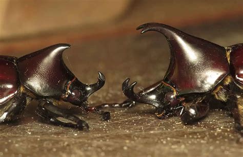 Rhinoceros Beetle