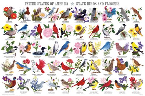 Do You Know Your State Bird? - The Artist's Corner | Overboard Art