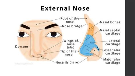 Nare Anatomy - Anatomical Charts & Posters