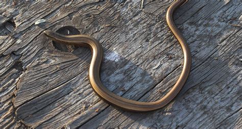 The Slow-worm – the legless lizard – Wild About Denmark