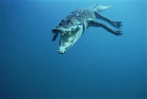 Saltwater Crocodile Wallpaper | My XXX Hot Girl