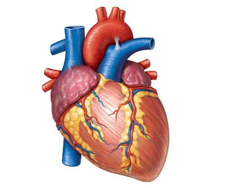 Human Heart - Circulatory System | OER Commons