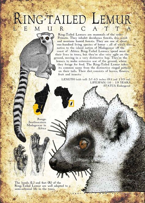 Ring-Tailed Lemur Poster Print / Infographic