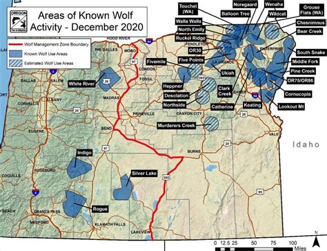 Oregon's wolf population on the rise | Local News | lagrandeobserver.com