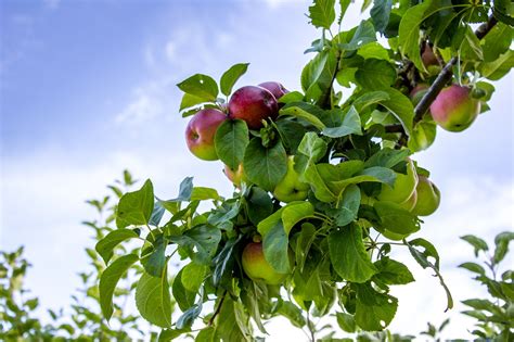 22 of the Best Heirloom Apples Available to Grow Today - Garden and Happy