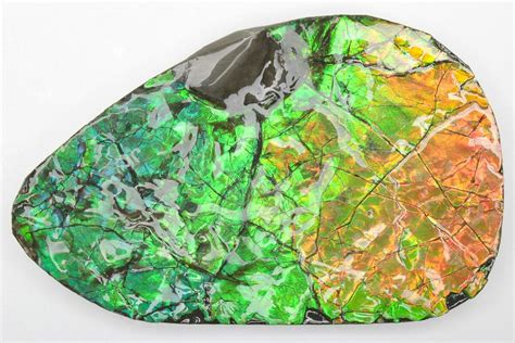 2.7" Brilliant Ammolite (Fossil Ammonite Shell) - Alberta, Canada ...