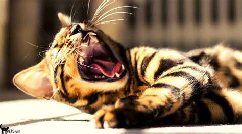 Aggressive Cat Behavior - Petsium