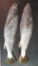 Reef Cod Fish - Wholesale Price & Mandi Rate for Reef Cod Fish in India