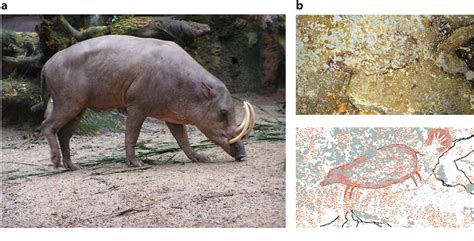 Figure 1 from The Evolution of Suidae. | Semantic Scholar