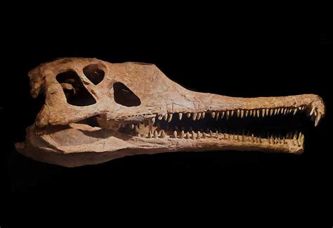 Phytosaur Skull Mixed Media by David Deskin - Pixels