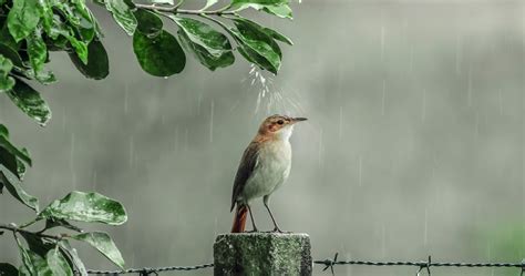 Rain Bird Wallpapers - Top Free Rain Bird Backgrounds - WallpaperAccess