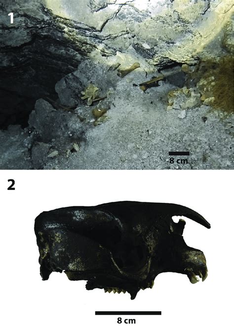 Examples of fossils from underwater caves. 1. Fossils lying on the... | Download Scientific Diagram