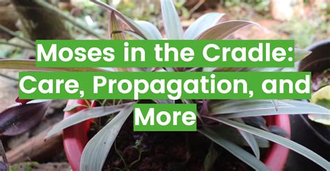 Moses in the Cradle: Care, Propagation, and More - FlowersProfy