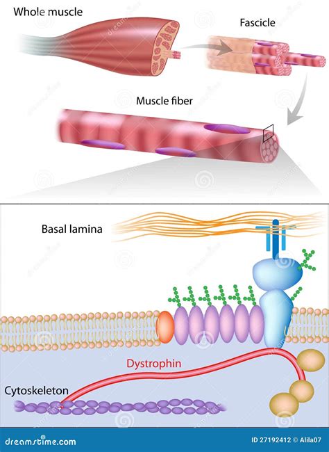 Muscle Fiber Structure Showing Dystrophin Location Stock Photography ...