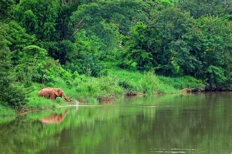 Thungyai-Huai Kha Khaeng Wildlife Sanctuary World Heritage property lies in Uthai Thani, Tak ...