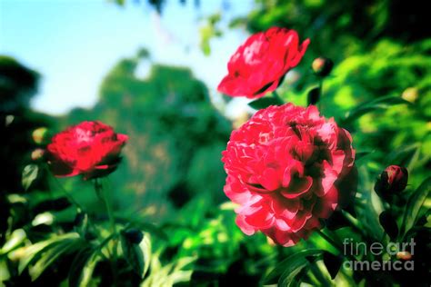 Beautiful Red Peonies in the Garden Photograph by Taina Sohlman - Fine ...