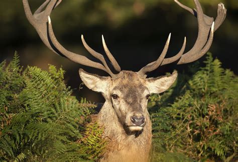 What Can You Do With Deer Antlers Tioga Ranch