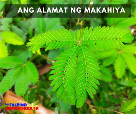 Ang Alamat ng Makahiya — The Filipino Homeschooler