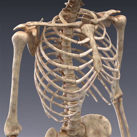 Animated Internal Organs Skeleton Human Body Anatomy - vrogue.co