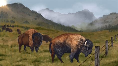 Bringing back bison is an environmental boon — and a logistical mess ...