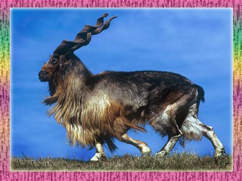 Spreebird wildlife: MARKHOR (National animal of Pakistan)