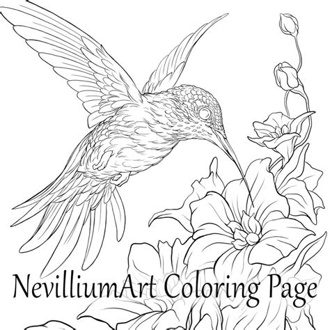 Hummingbird Coloring Pages Printable