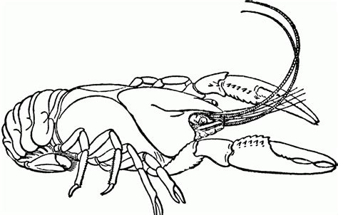 Crawfish Drawing at GetDrawings | Free download