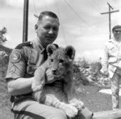 Florida Memory • Florida highway patrolman Sergeant Clyde Leroy Pfeiffer holding lion cub at the ...