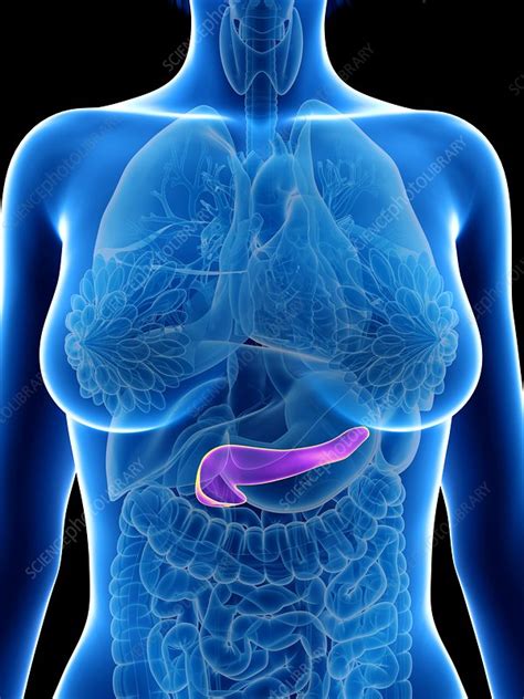 Illustration of a woman's pancreas - Stock Image - F023/5801 - Science Photo Library