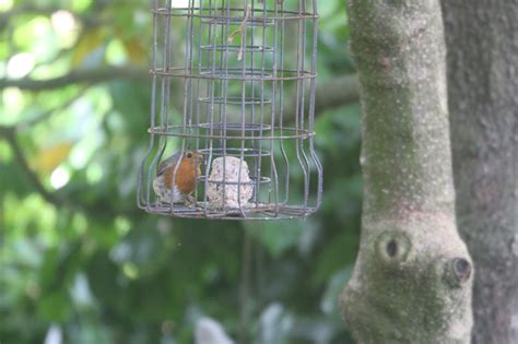 How To Squirrel Proof Your Bird Feeder - Best Anti Squirrel Bird Feeders