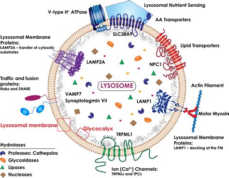 Lysosomes As Dynamic Regulators Of Cell And Organismal, 53% OFF