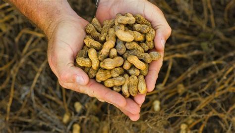 How to Grow Peanut in Pots - Martha - Garden Manage - GFinger is the ...