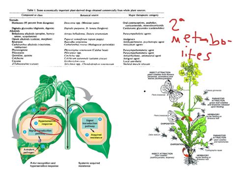 ShowMe - plant hormones