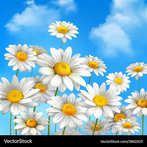 Daisies on blue sky Royalty Free Vector Image - VectorStock