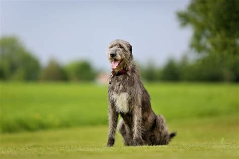 Vestibular Disease in Dogs - Symptoms & How It's Treated | Tucson Emergency Vet