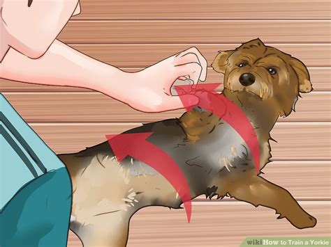 How to Train a Yorkie (with Pictures) - wikiHow