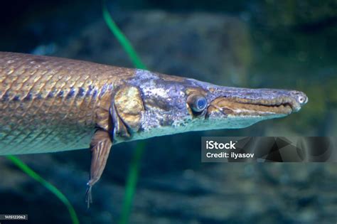 Shortnose Gar Swimming Underwater In An Aquarium Stock Photo - Download Image Now - iStock