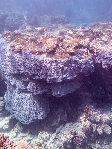 Great Barrier Reef Diving | outer reef, Cairns, Australia | Flickr