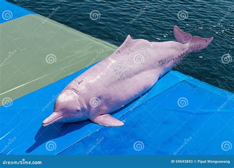 Pink Dolphin, Inia Geoffrensis Stock Image | CartoonDealer.com #34861309