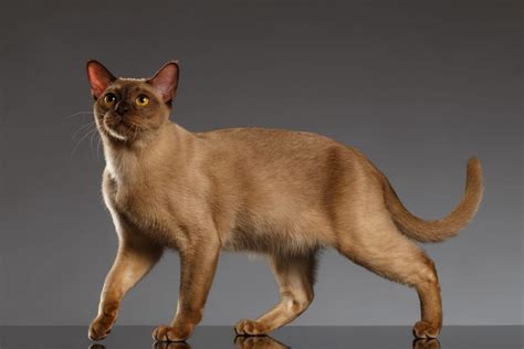 Burmese Cat Breeders New York | Kittens & Cats for Sale