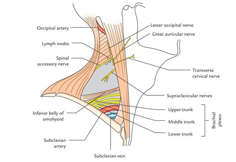 Posterior Triangle of the Neck – Earth's Lab