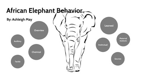 Elephant Behavior by Ashleigh May on Prezi