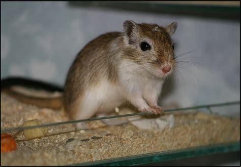 Gerbil Colors – Golden Agouti – Rodent Zone