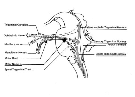 Trigeminal Nerve Pathway