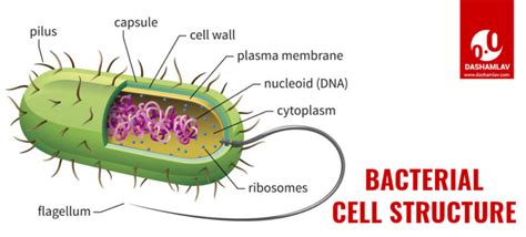 Diseases Caused by Bacteria: Symptoms and Mode of Transmission