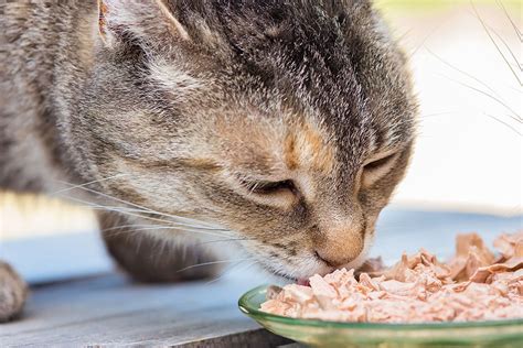 How Much Wet Food Should You Feed Your Cat? - The Daily Cat