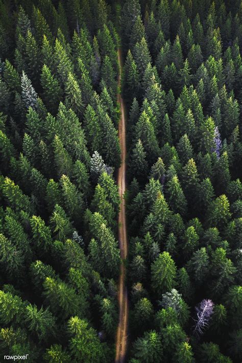 Drone view of a green forest and a dirt road passing through | premium ...